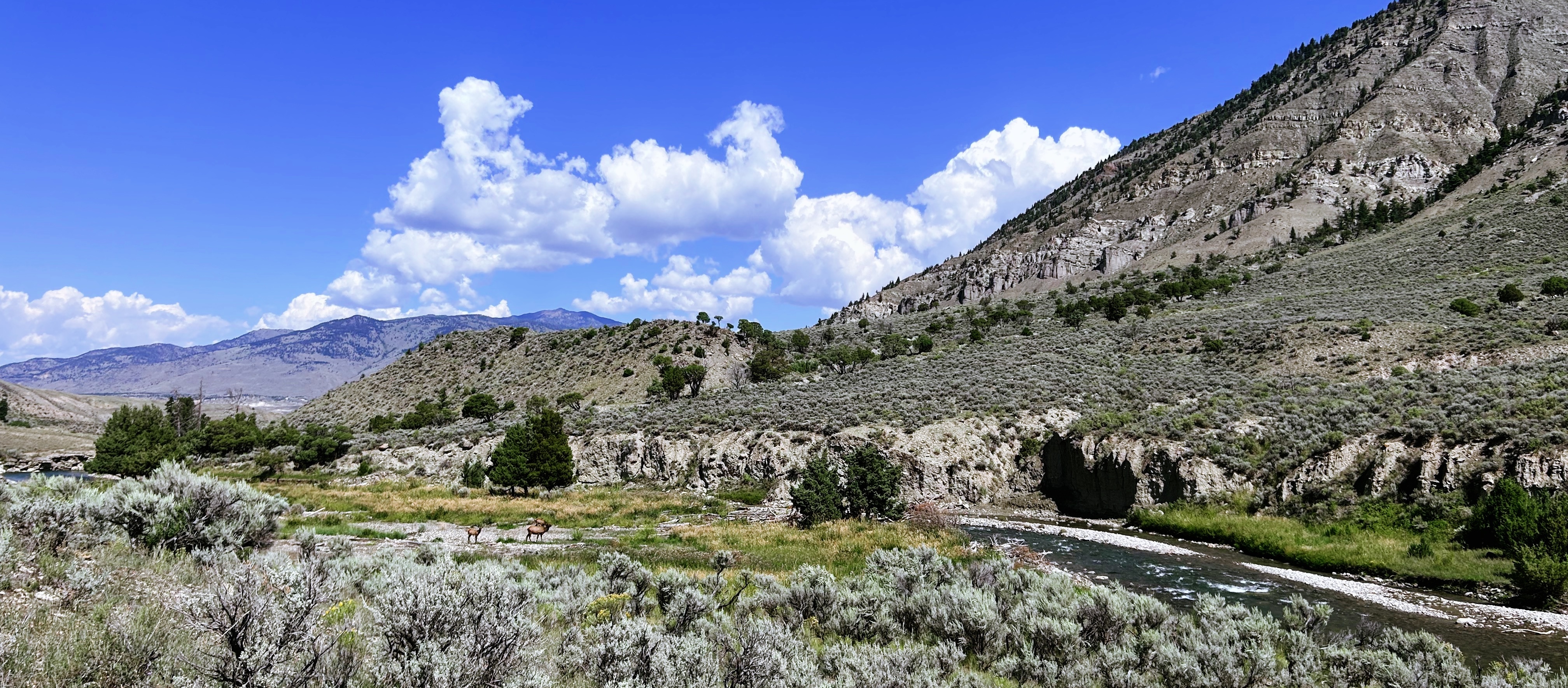 The fishing spot I shared with a few elk in Yellowstone National Park