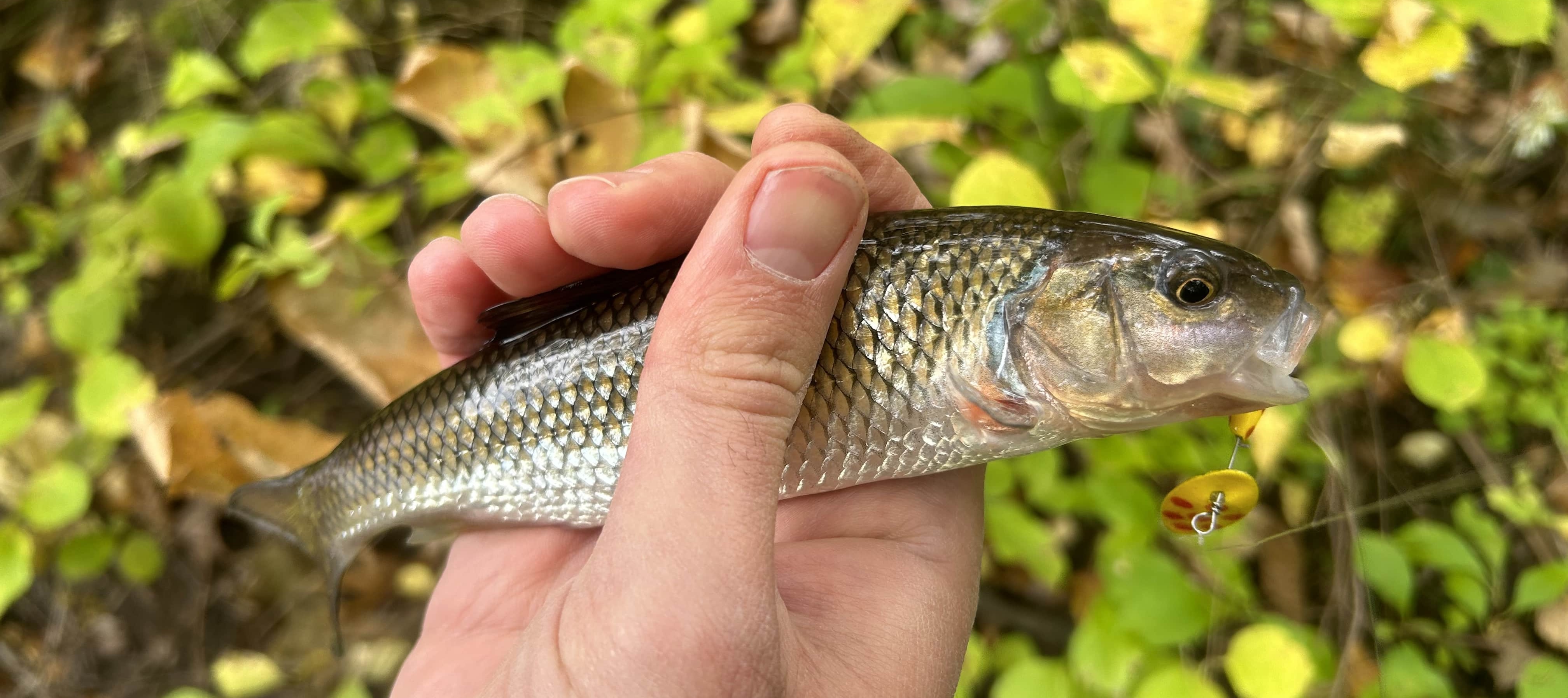 Not the fish I caught today, but a fall fish from a previous excursion to Concord.