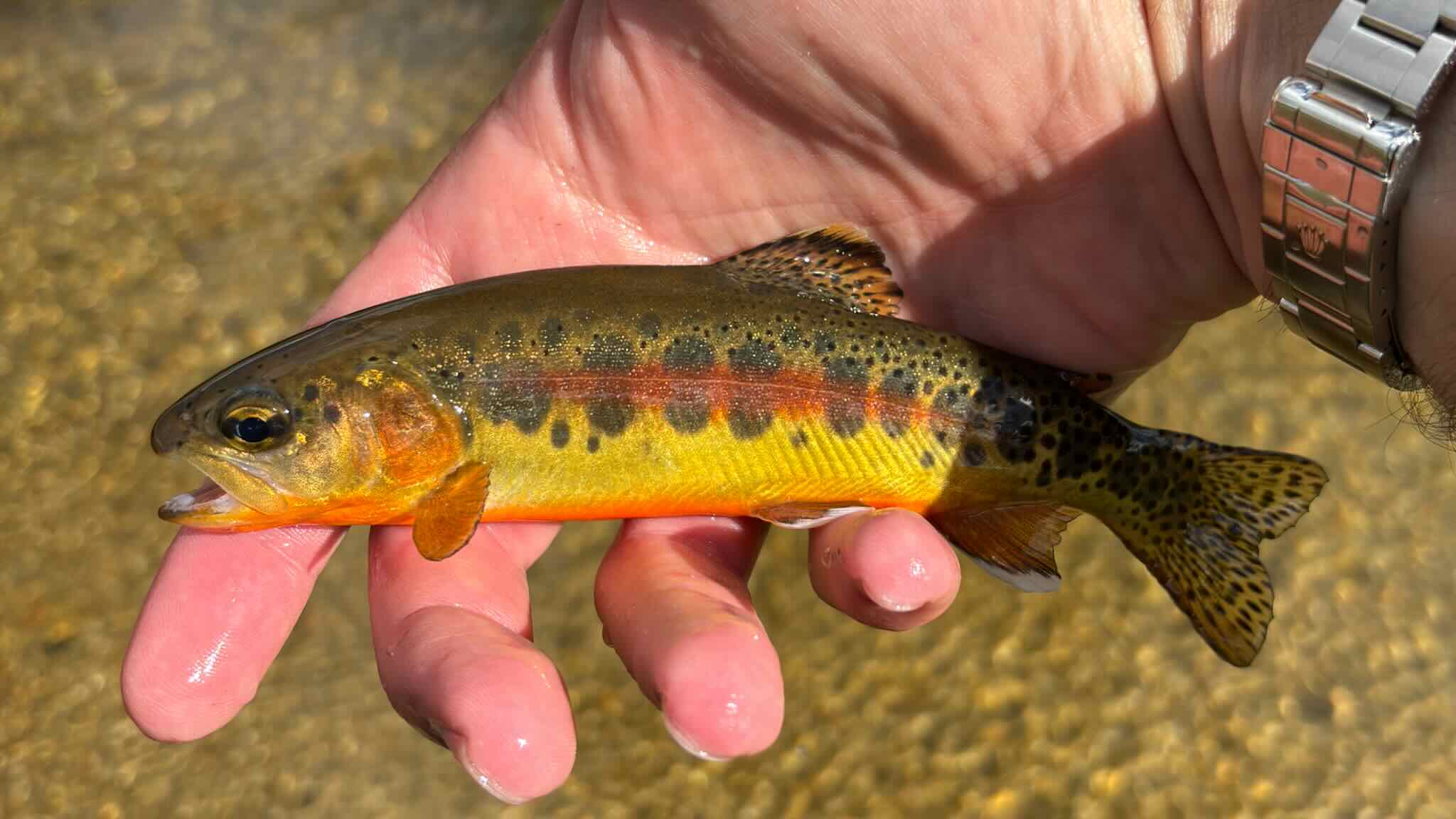 Photos of california golden trout.
